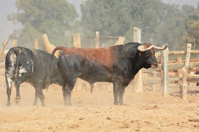 toros españoles para acho 2018