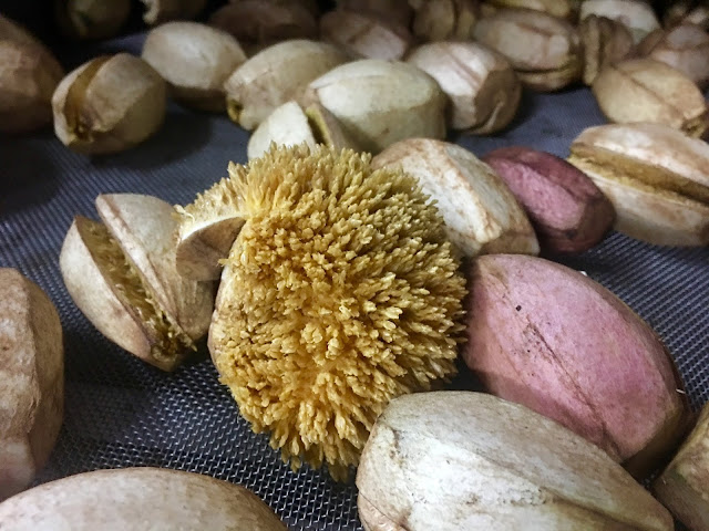 aiyu figs fruit seeds, taiwan