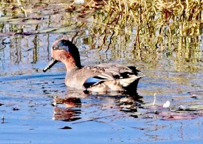 "Common Teal - Anas crecca.Winter visitor snapped duck pond Achalgarh Mt Abu."