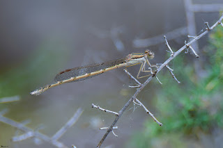 caballito-del-diablo-de-invierno-sympecma-fusca-hembra