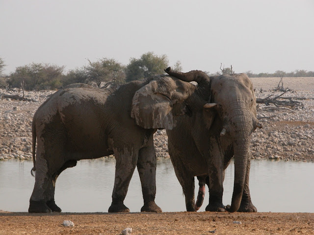 elephants safari