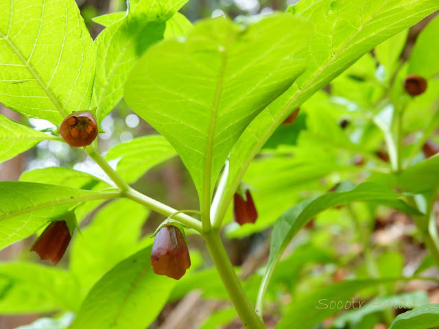 Scopolia japonica