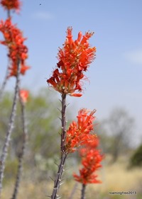 Ocatillo