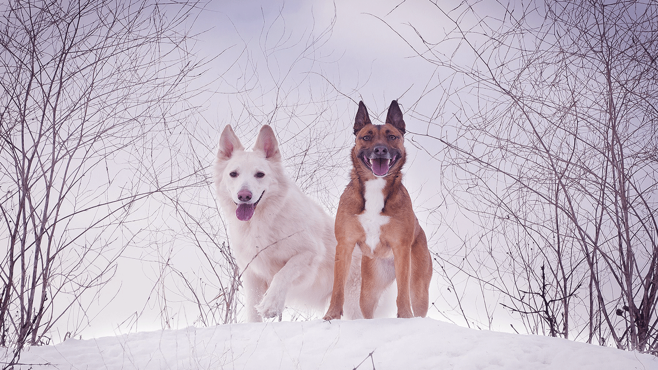 berger malinois