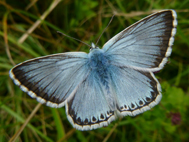 Chalk Hill Blue (2020)