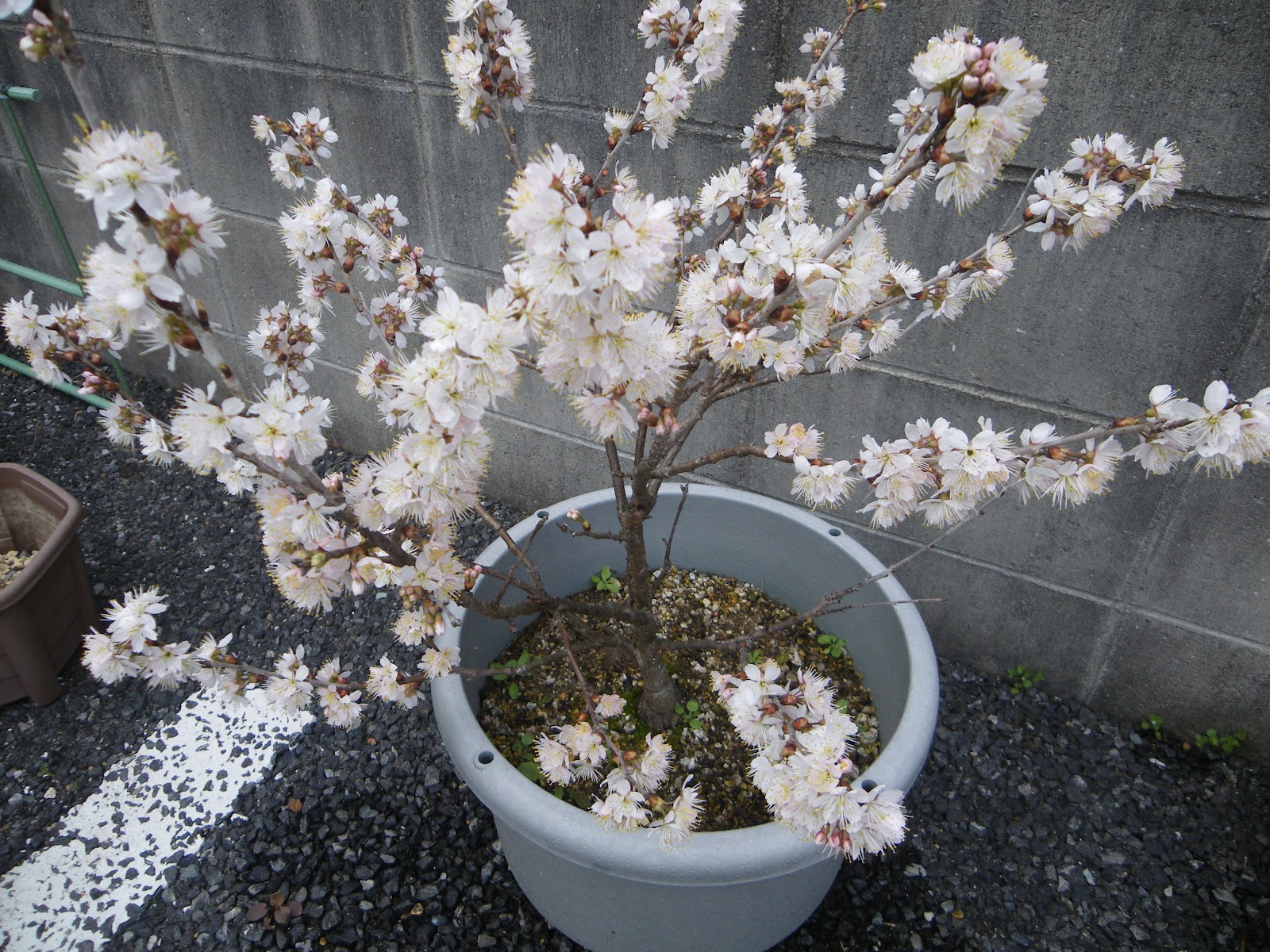 梅の育て方 梅の苗木を鉢植えにして花を楽しむ メダカの大工