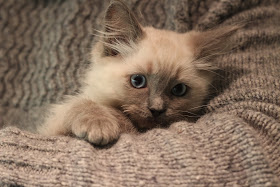 Ragdoll kitten