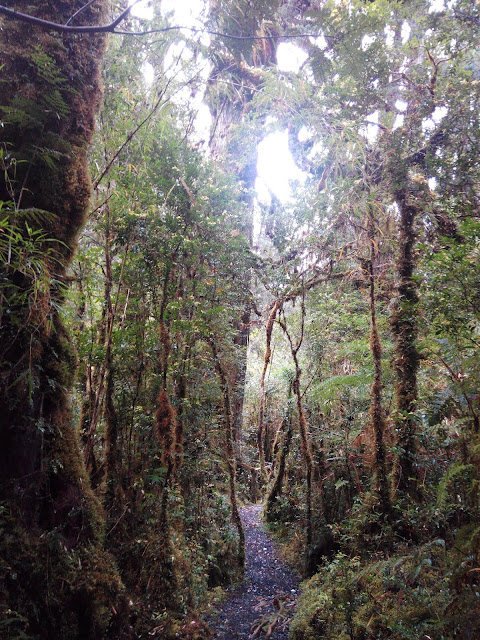 Sendero Alerces, Parque Pumalín, Chile