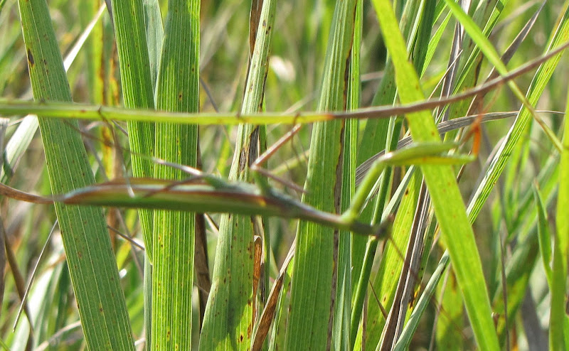 praying mantis