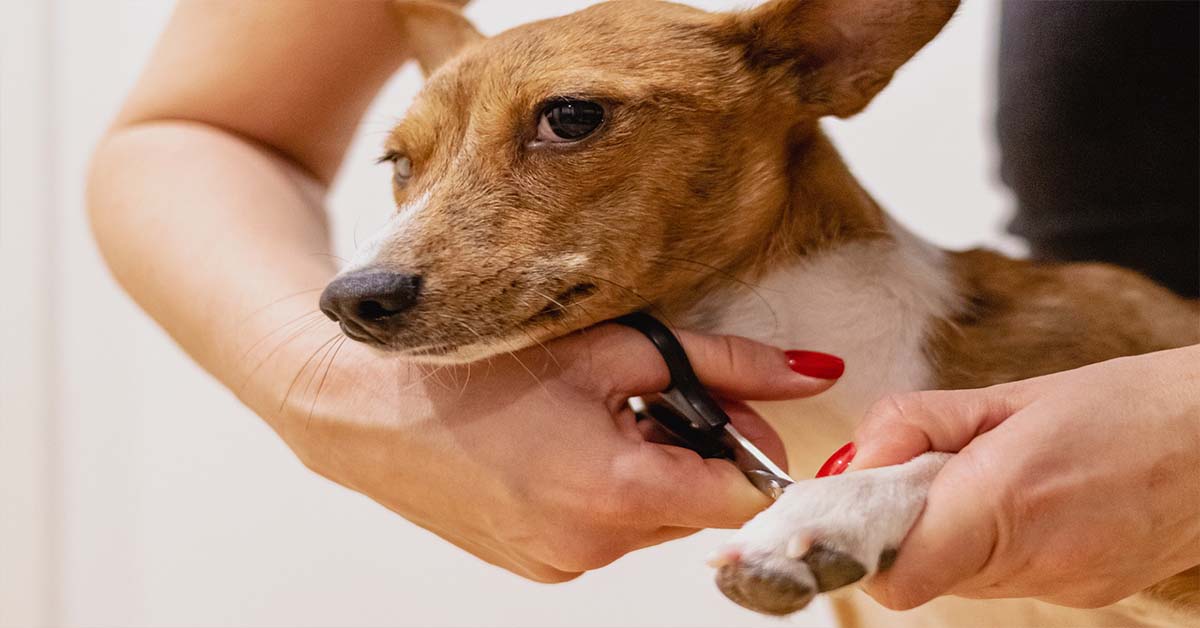 nail cliping dogs