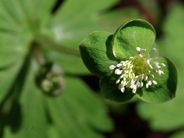 Anemone flaccida