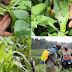 Armyworm invasion threatening farmers with possible crop failure.