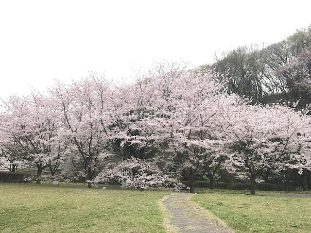 Japan cherry blossoms