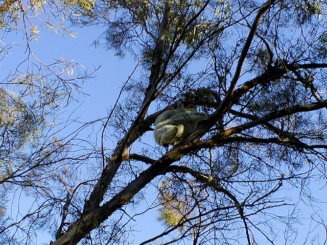 Koala mother and baby in a melaleuca tree in a garden, Pittsworth, Queensland, Australia. Photographed by Susan Walter. Tour the Loire Valley with a classic car and a private guide.