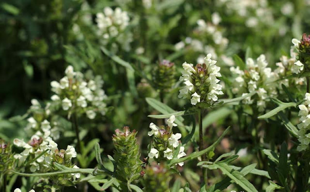 Prunella laciniata Flowers Pictures