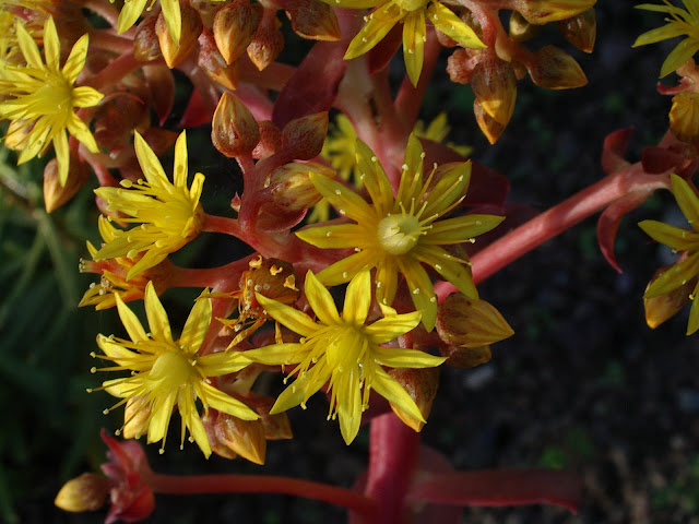 Aeonium gorgoneum 03