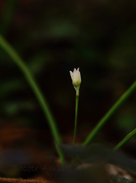 Allium monanthum