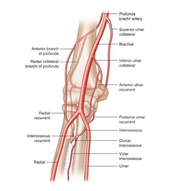 The brachial artery forms 8 branches