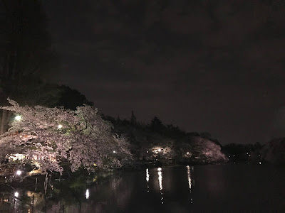 [10000ダウンロード済み√] 井の頭 公園 夜桜 324436