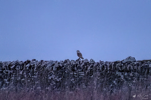 Barn owl