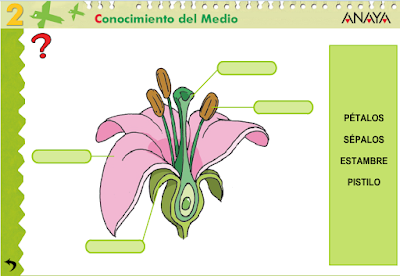 http://www.ceiploreto.es/sugerencias/A_1/Recursosdidacticos/SEGUNDO/datos/03_cmedio/03_Recursos/actividades/04/act2.htm