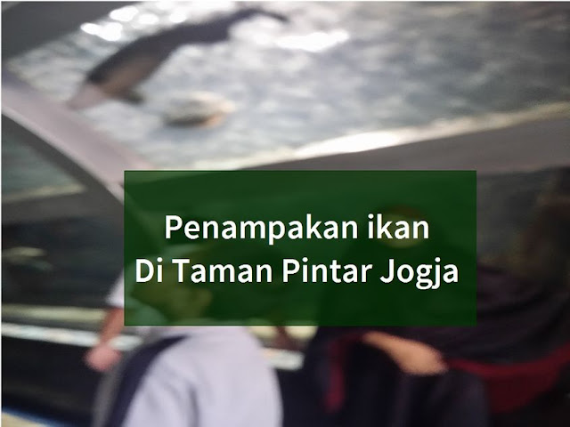 bagaimana sifat tidur ikan? apakah matanya tetap terbuka atau terpejam?