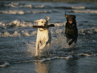 Labrador Retrievers picture