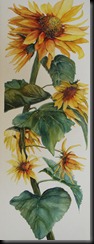 Sunflowers cropped 7-4-10