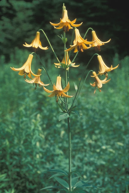 Лилия канадская (Lilium canadense)