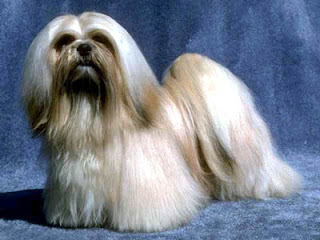 lhasa apso dog puppy breeds hound canine pooch canis bow-wow despicable fellow qen txakurra gos pas hond koer aso koira kutya hundur madra pets huisdieren animaux de compagnie Haustiere de companie husdjur Evcil Hayvan anifeiliaid anwes domace zvali augintiniai alagang hayop domaci zvirata kucni ljubimci animals domestics maskotak animal pets info