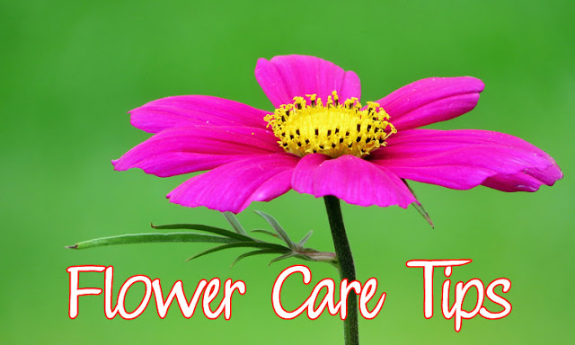 Flower Care Tips