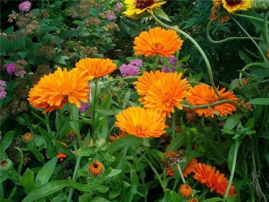 clip_image002