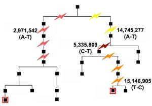 Locations of the four confirmed mutations in the family. 