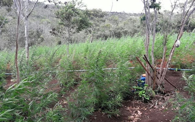 Droga era plantada em propriedade rural na cidade de Lençóis, na Bahia (Foto: SSP-BA)