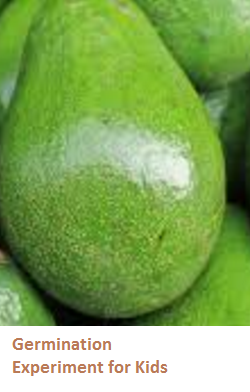 Uses and Benefits of Avocado Seeds or Pits