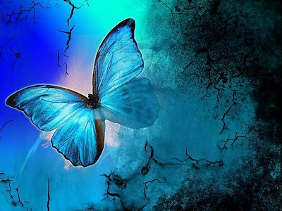 Butterfly Wallpaper