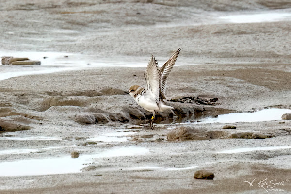 Kentish plover