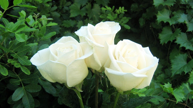 Three White Rose Flower Wallpaper