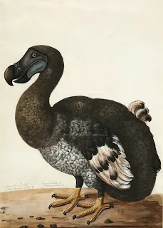 Dodo Bird