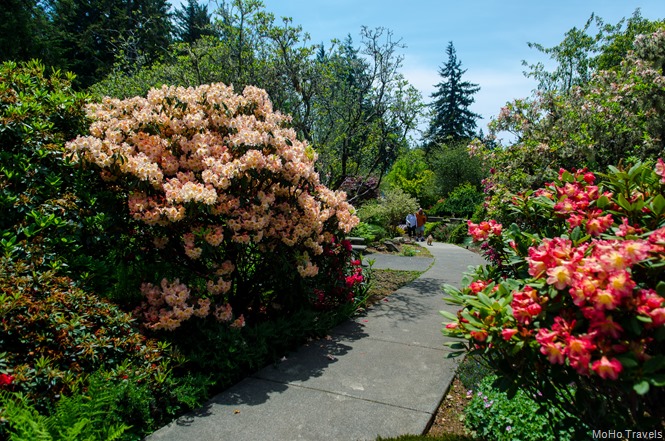 Loeb Azalea Gard_218