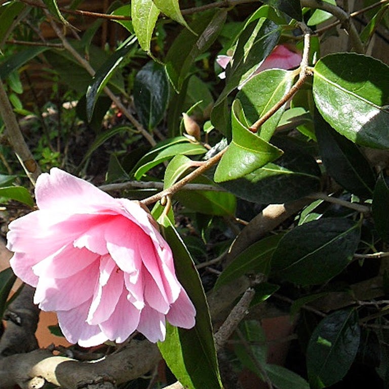 1-SDC14438