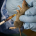 NCDC Confirms 15 New Cases Of Lassa Fever