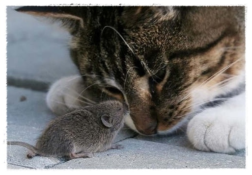  Gambar  Tikus Dunia Binatang