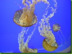 Sea Nettles