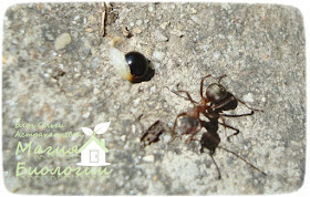 мирмекохория-мирмекофилия-муравьи-семена-элайосома