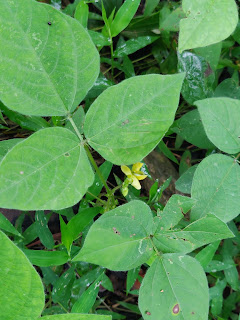 Bunga Pokok kekacang