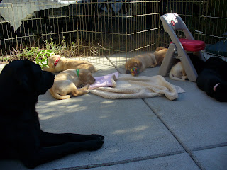 Pooped Puppies!