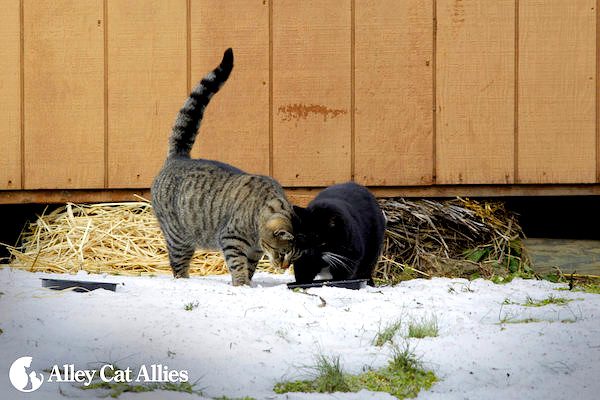 feral cat winter care