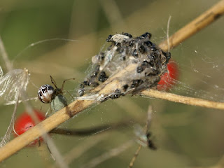 Phylloneta impressa ou Phylloneta sisyphia - Theridion impressum ou Theridion sisyphium