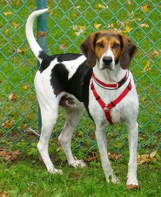 American Foxhound Dog Picture